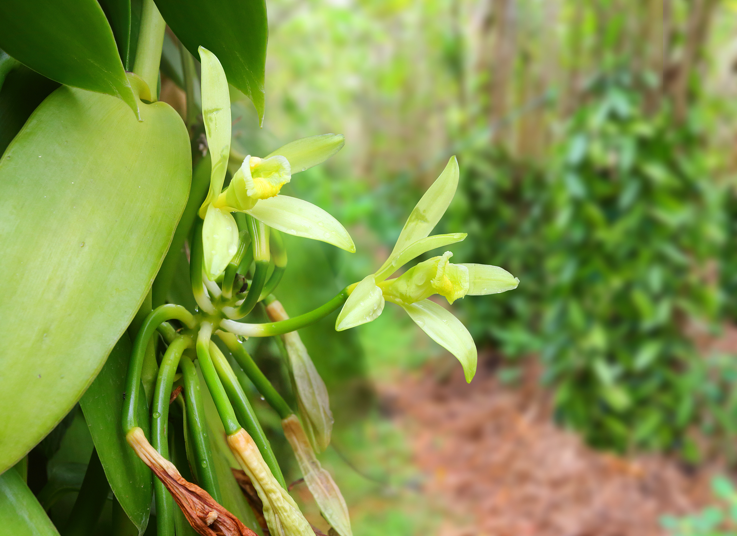 Closeup of Vanilla flower, Reunion Island