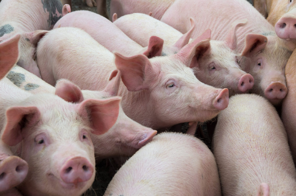 Join the Non-GMO Project in Commenting on USDA's Proposed Regulation of Genetically Engineered Animals - The Non-GMO Project Join the Non-GMO Project in Commenting on USDA's Proposed Regulation of Genetically Engineered Animals - The Non-GMO Project