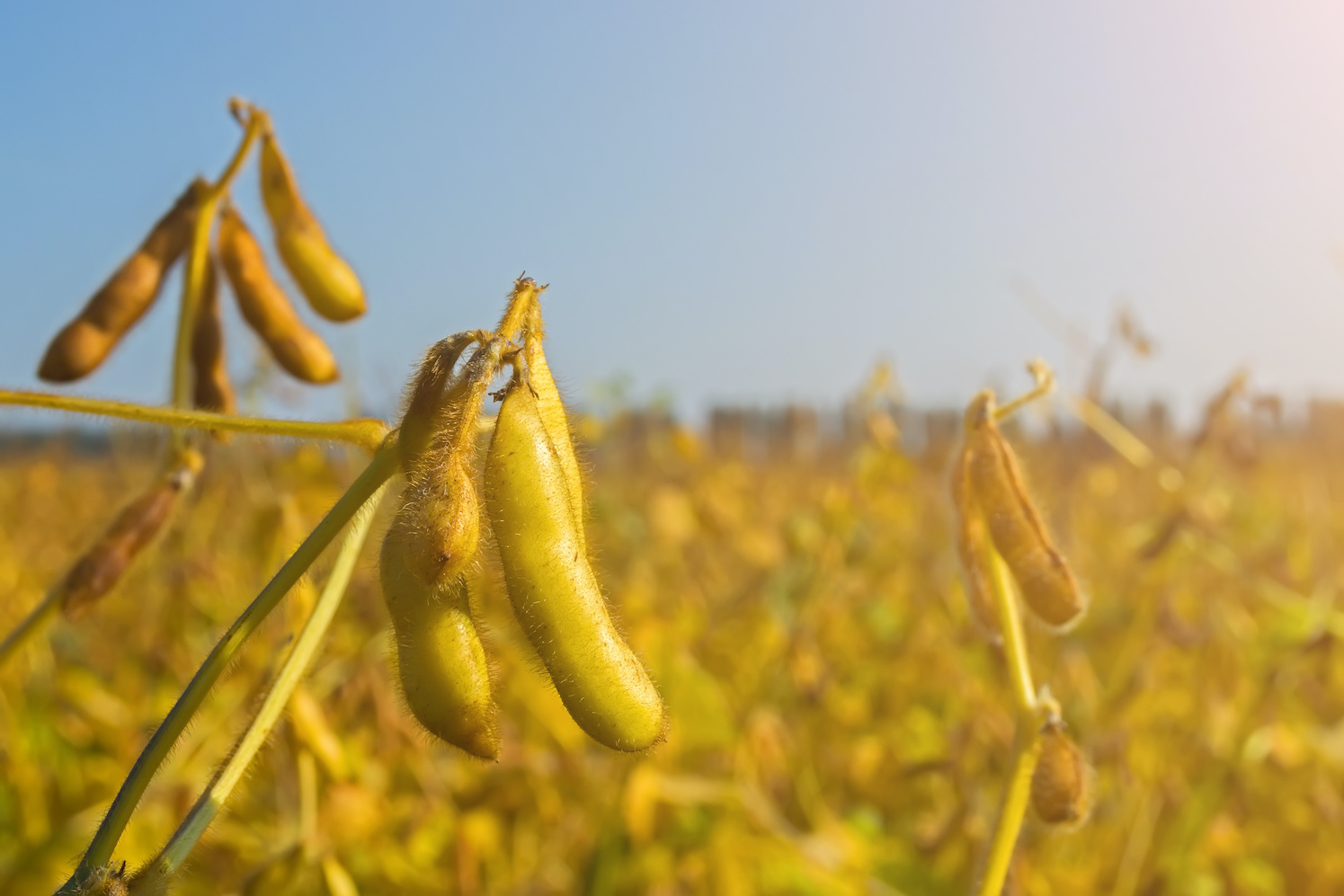 Non-GMO soybeans