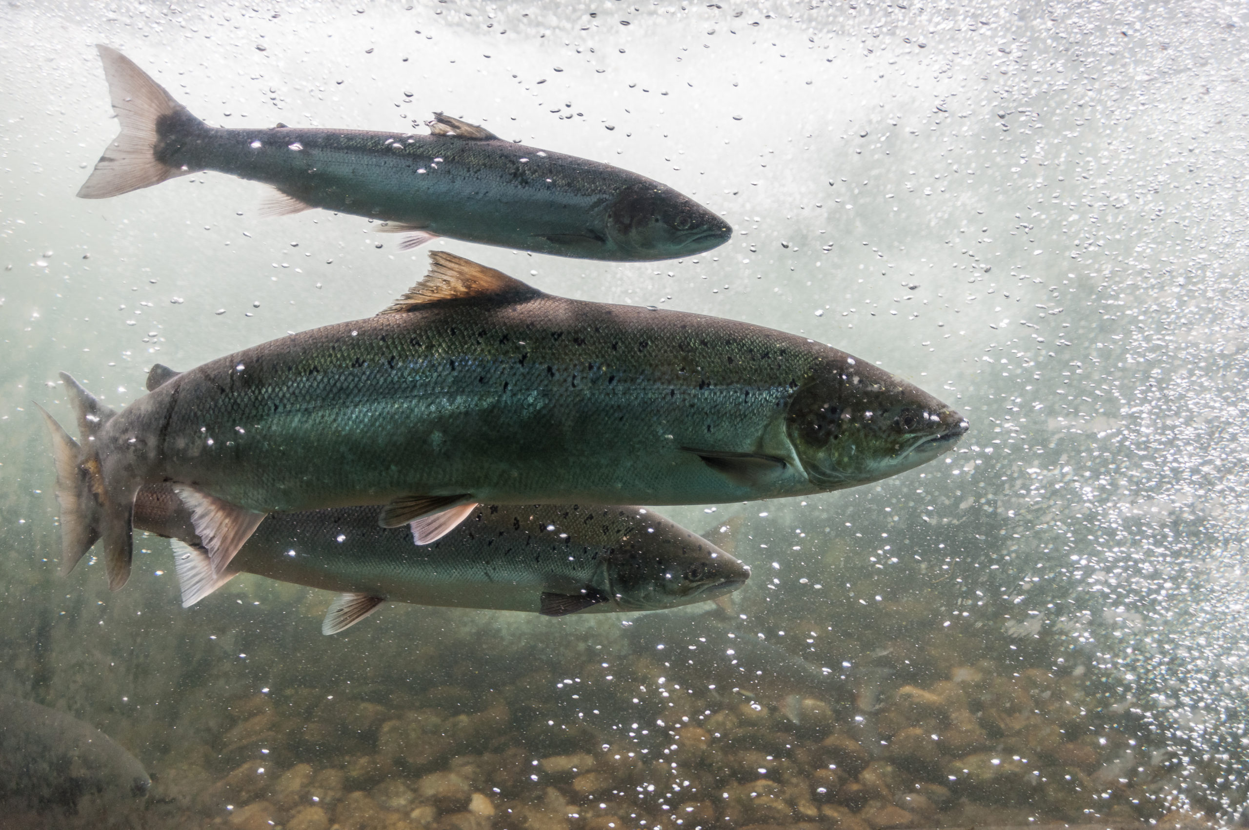 Atlantic salmon