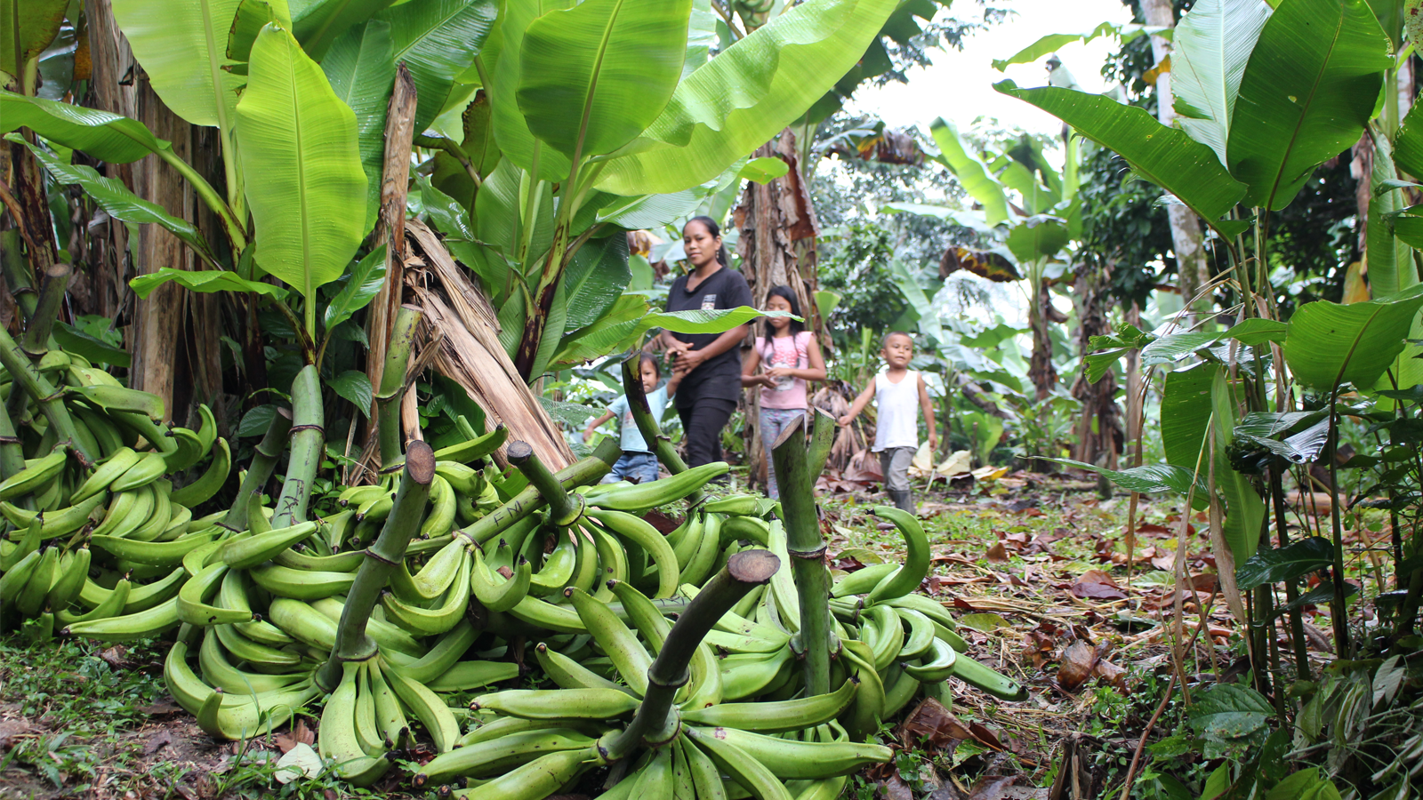 Indigenous woman with kids walking in the Amazon forest with plantains on the ground in the forefront