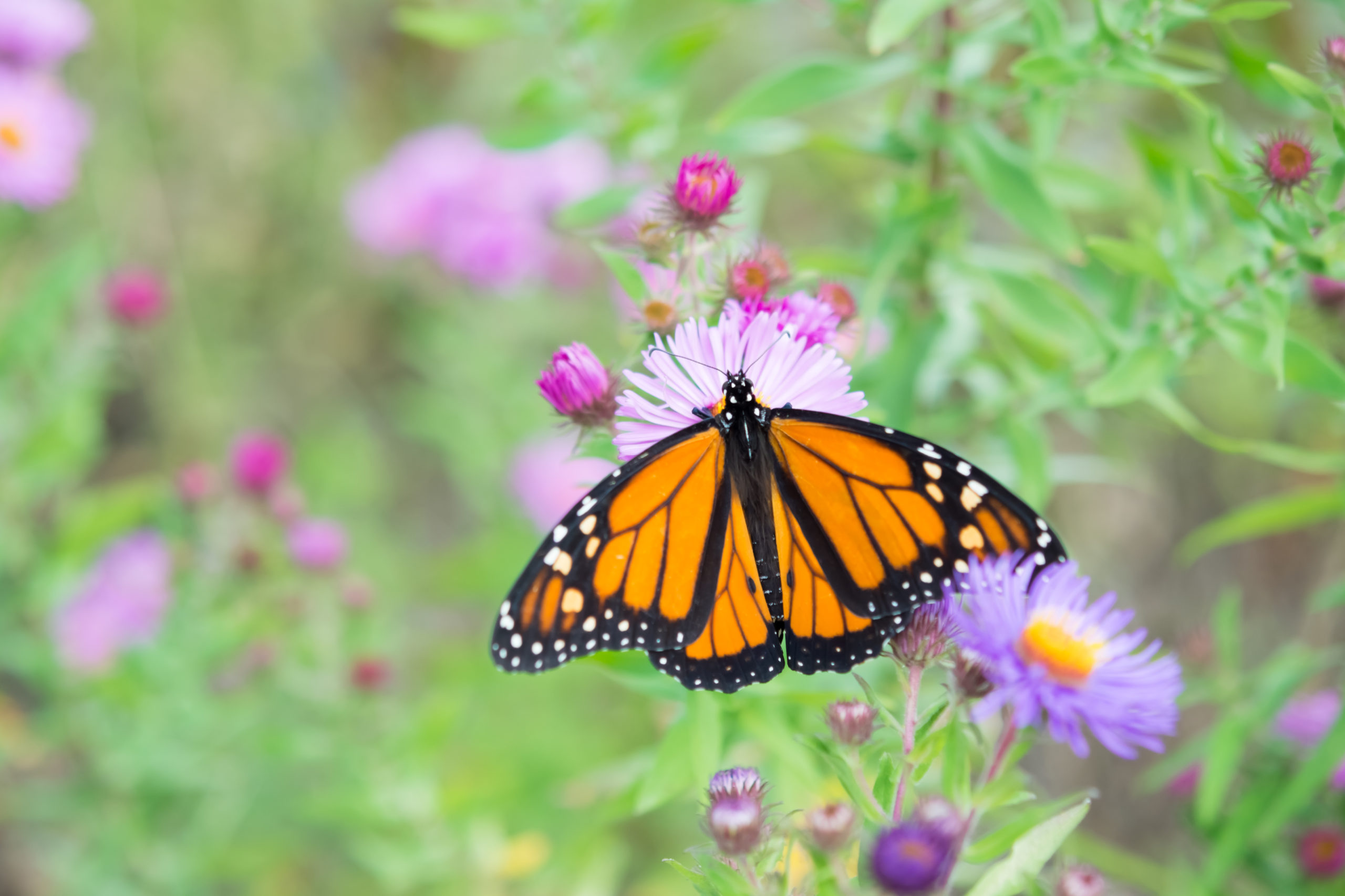 Monarch butterfly on flower