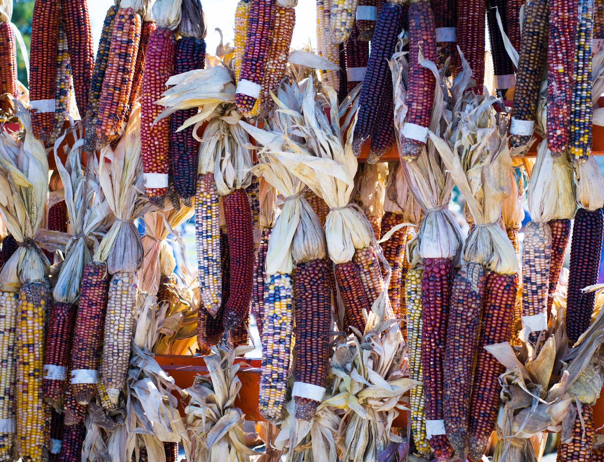 colorful dried corn bunch for harvest decoration