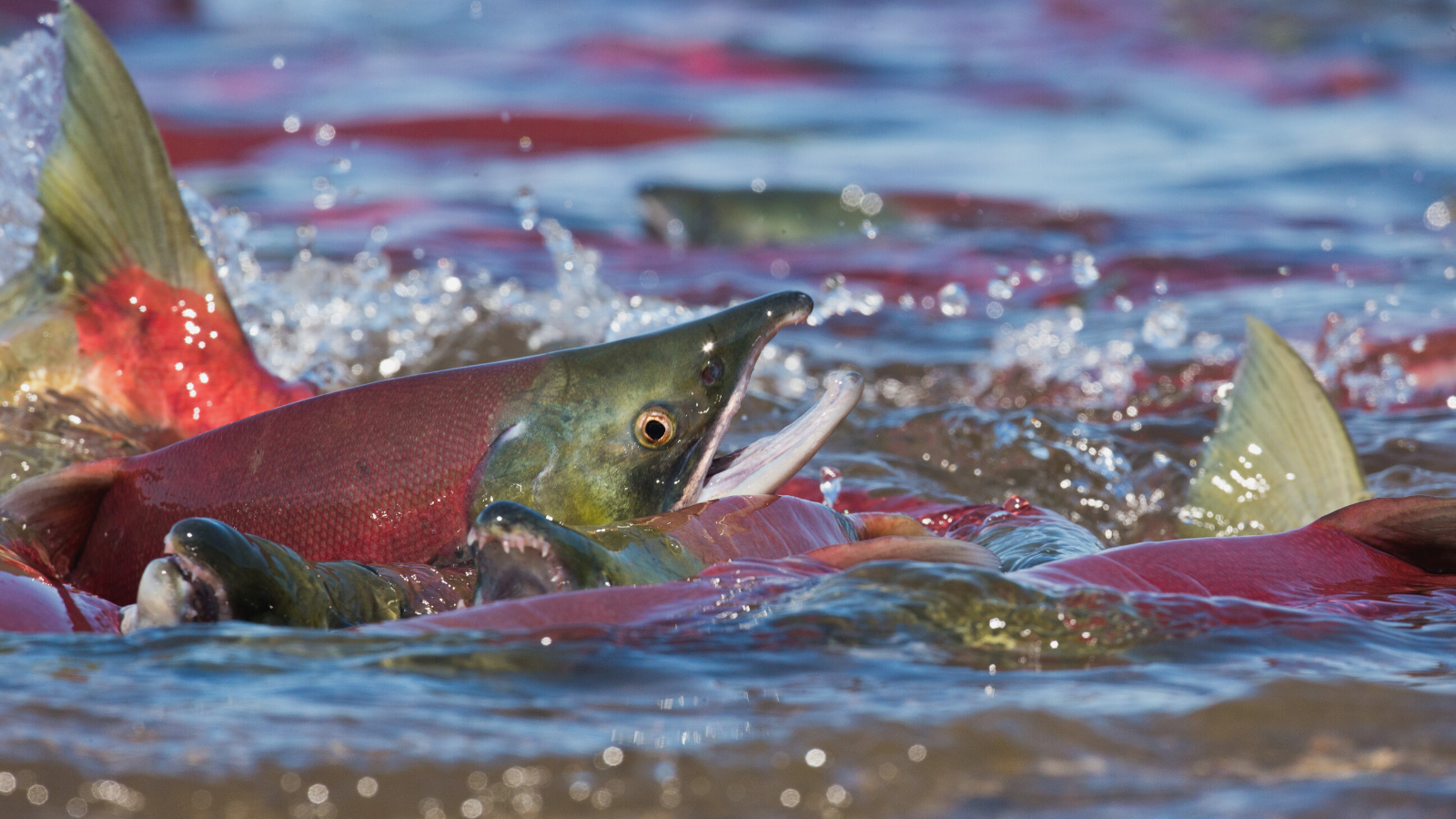 Salmon mouth open above the water