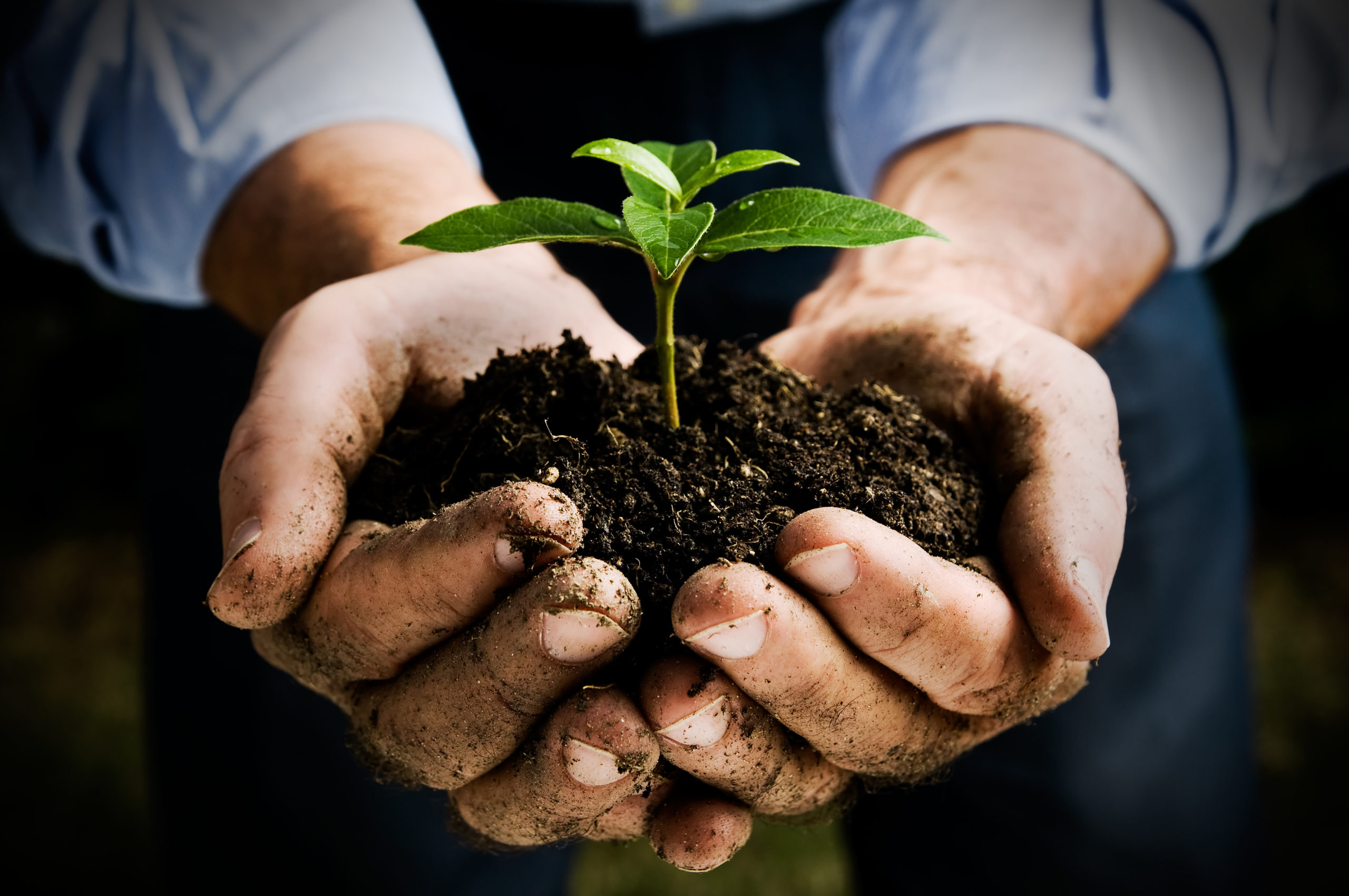 Farmer hand holding a fresh young plant. Symbol of new life and environmental conservation