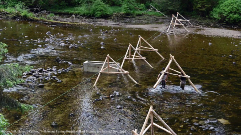 Cedar posts assembled across a river as part of weir construction to catch migrating salmon.