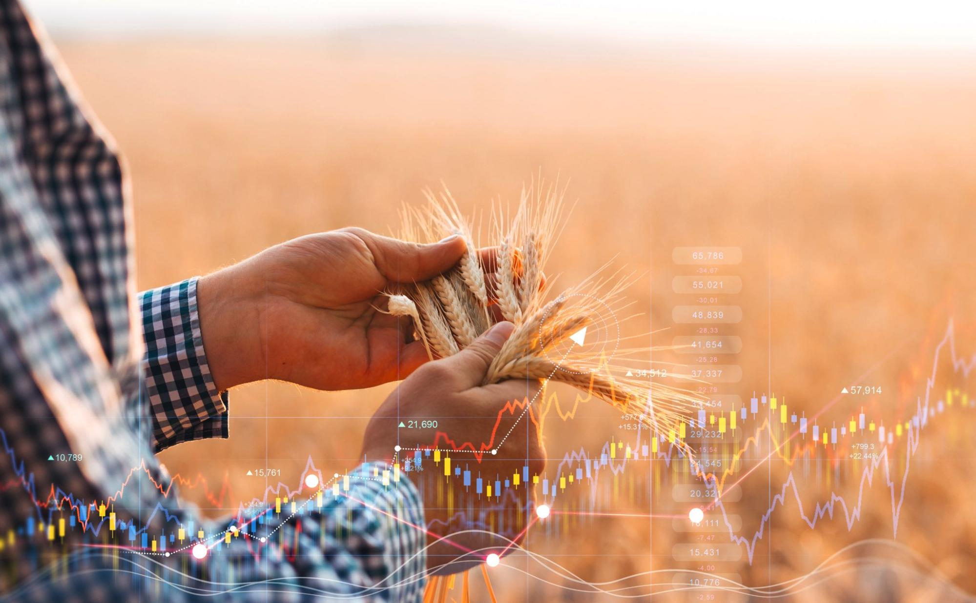 Hands holding wheat grain