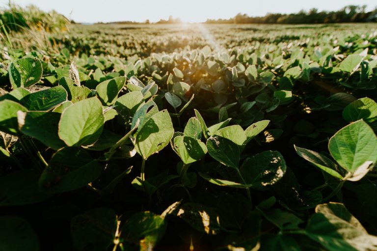 Data Drop — Non-GMO Acreage