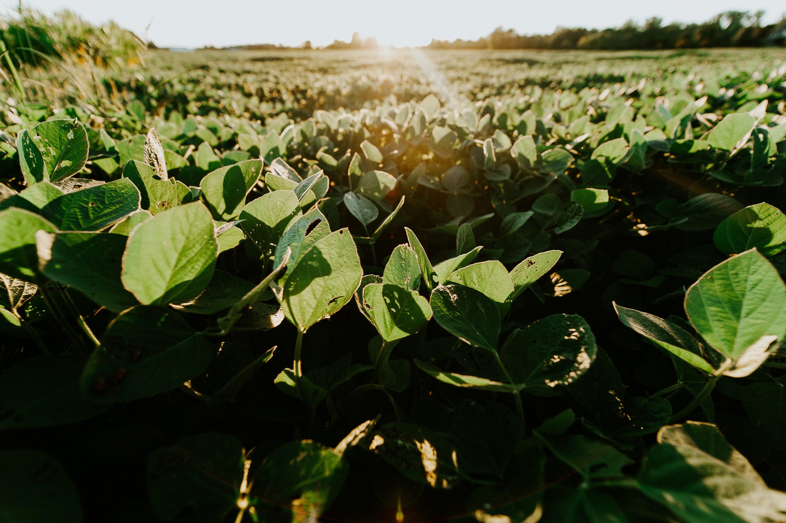 An open green farmland field with sun rays