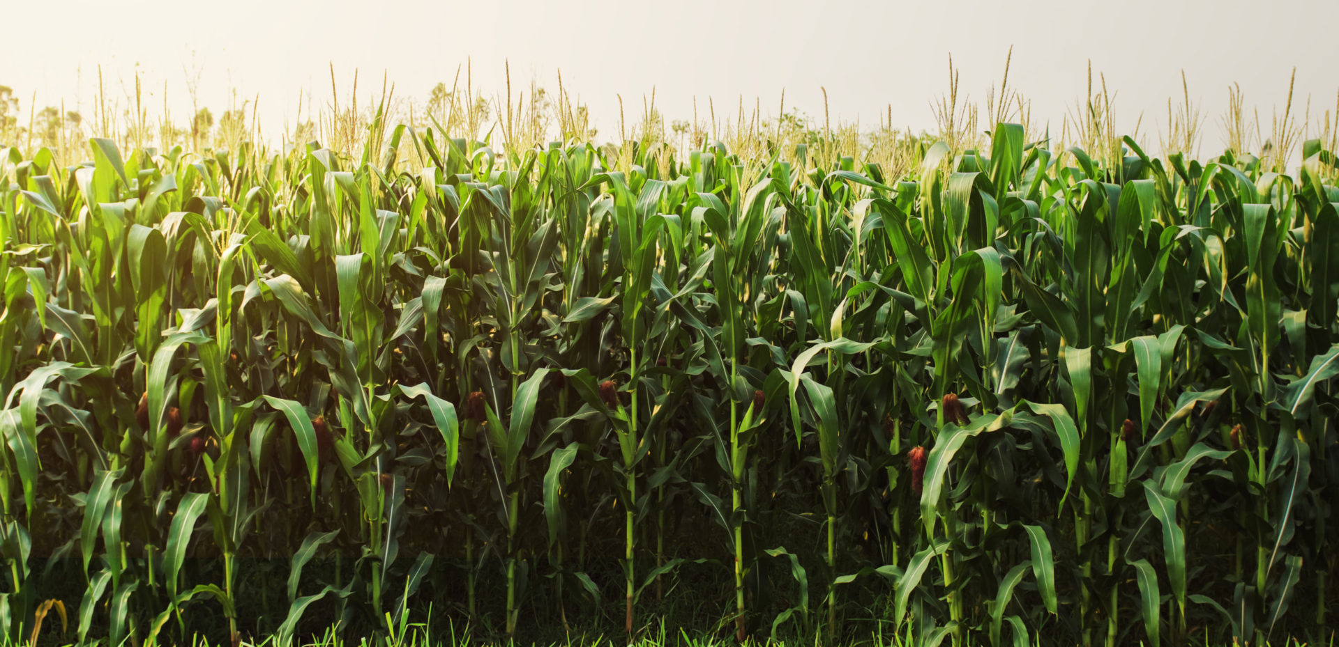 Non-GMO Project stamp for non GMO product verification program