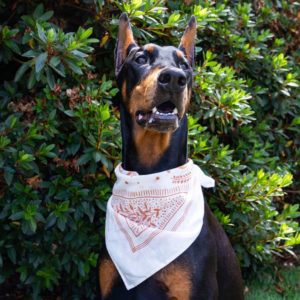 A fully frown doberman sits in front of a tree to have its portrait taken. The dog is wearing a stylish bandana around its neck to show its support for preserving biodiversity.
