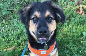 Small mixed puppy with orange collar