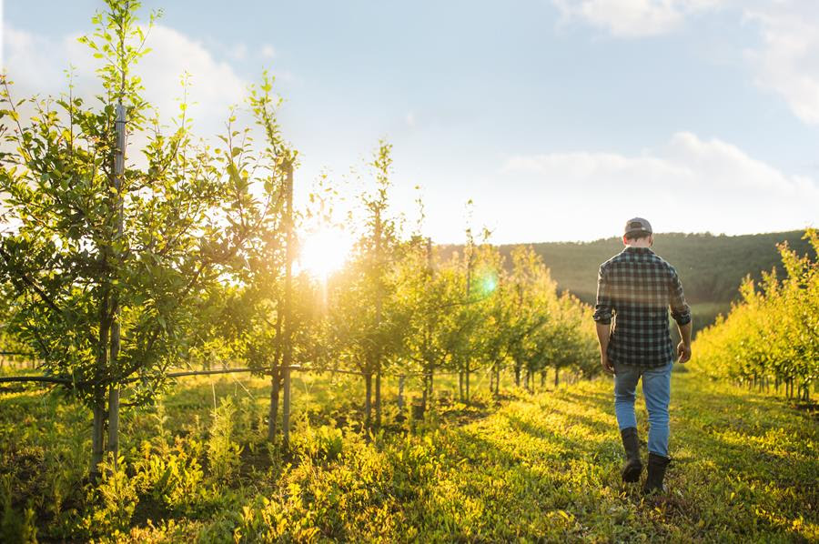 Man walking in an open agricultural field