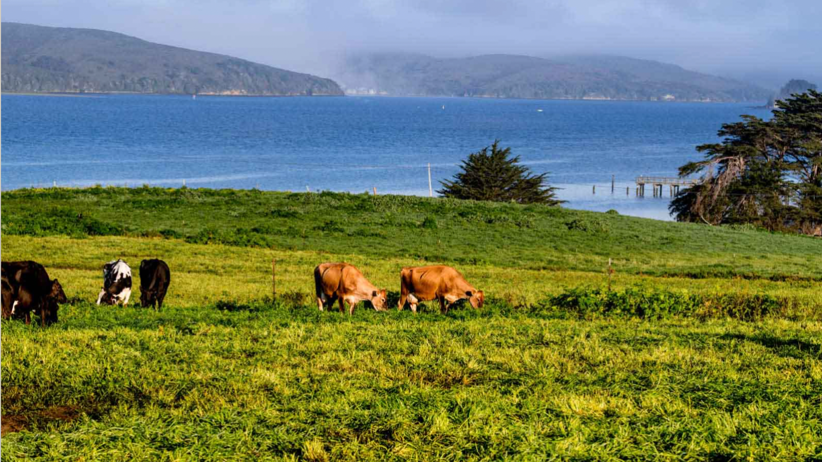 Brown, black, black and white cows by the bay at Straus Dairy Farm