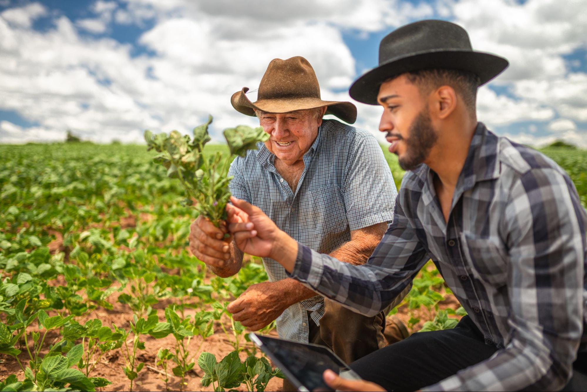 Two men looking at the plant harvest