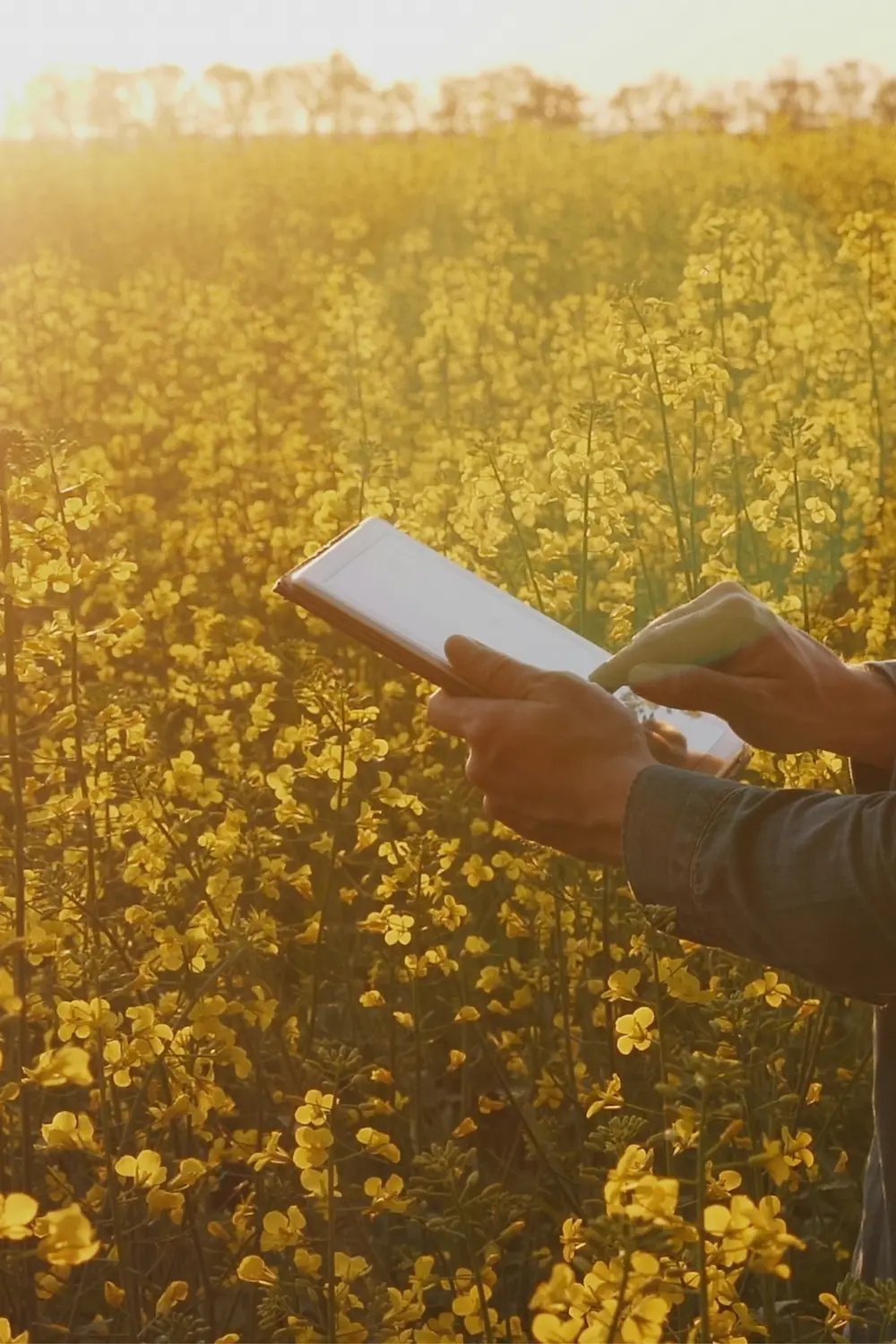 A person with tablet in canola field