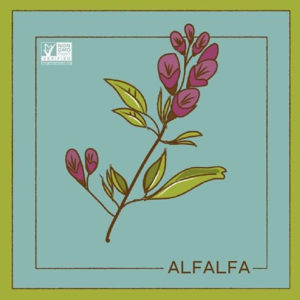 alfalfa crop colored illustration