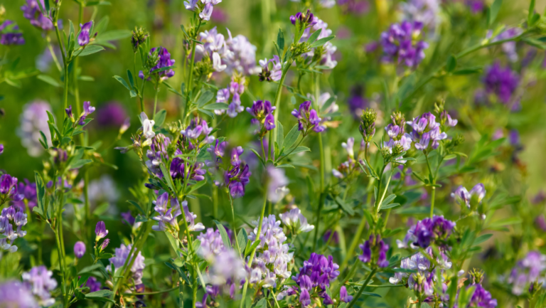 The GMO High-Risk List: Alfalfa