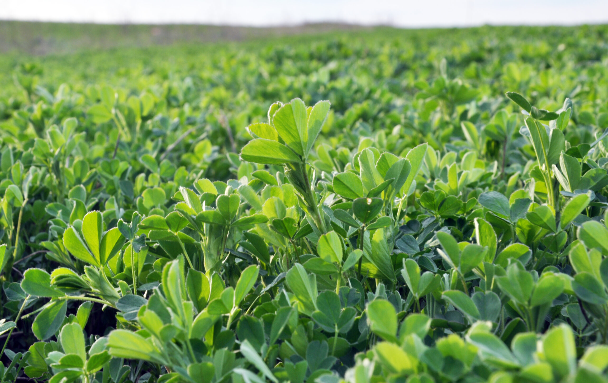 In the spring farm field young alfalfa grows