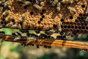 Honey bees producing non-GMO Project Verified honey
