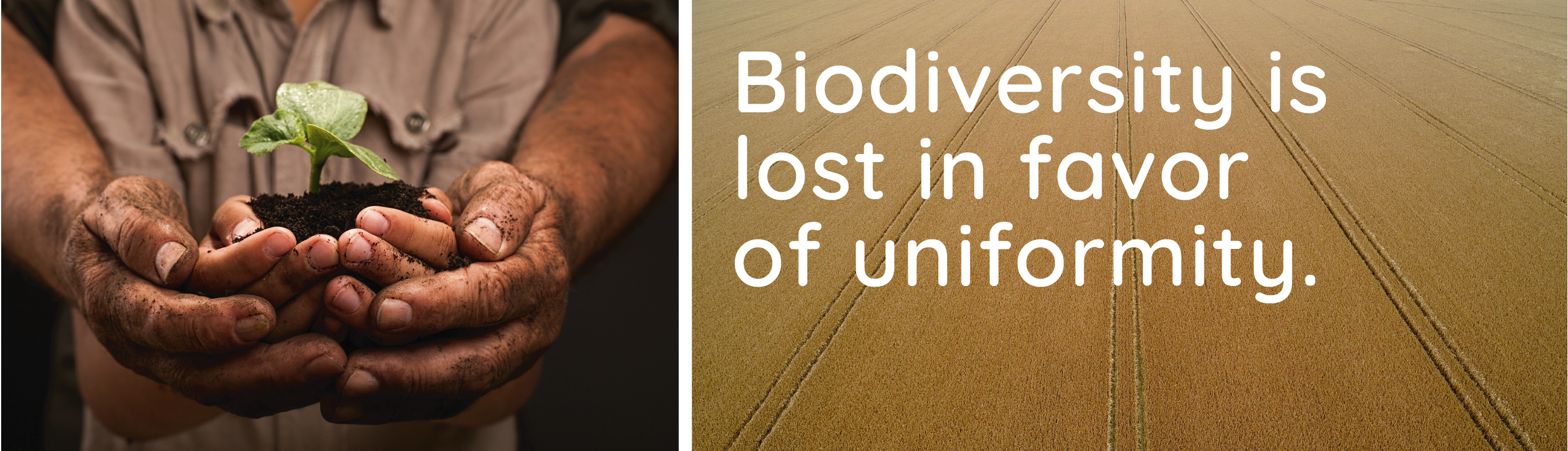 Biodiversity is lost in favor of uniformity.