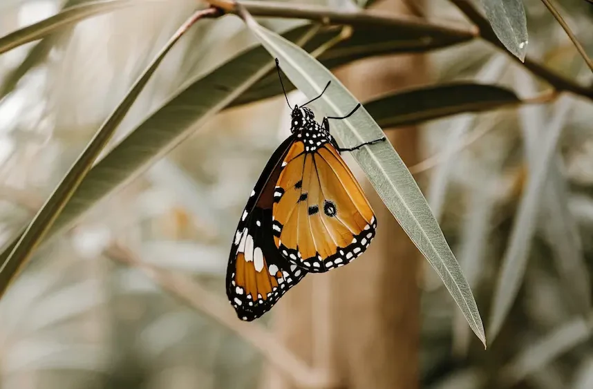 Butterfly hanging on green leaf
