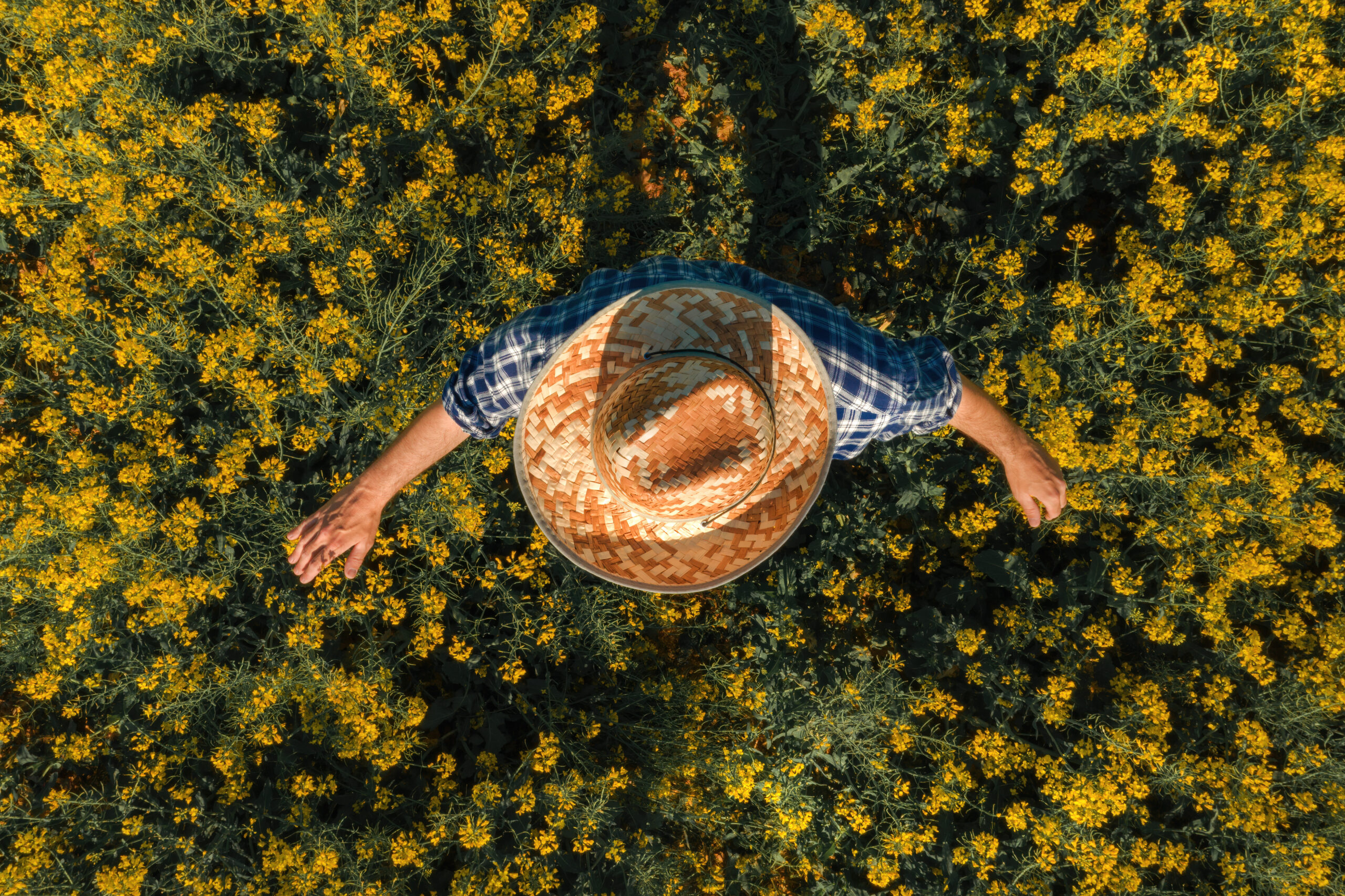 Agronomist in blooming oilseed rape field, aerial view from drone pov