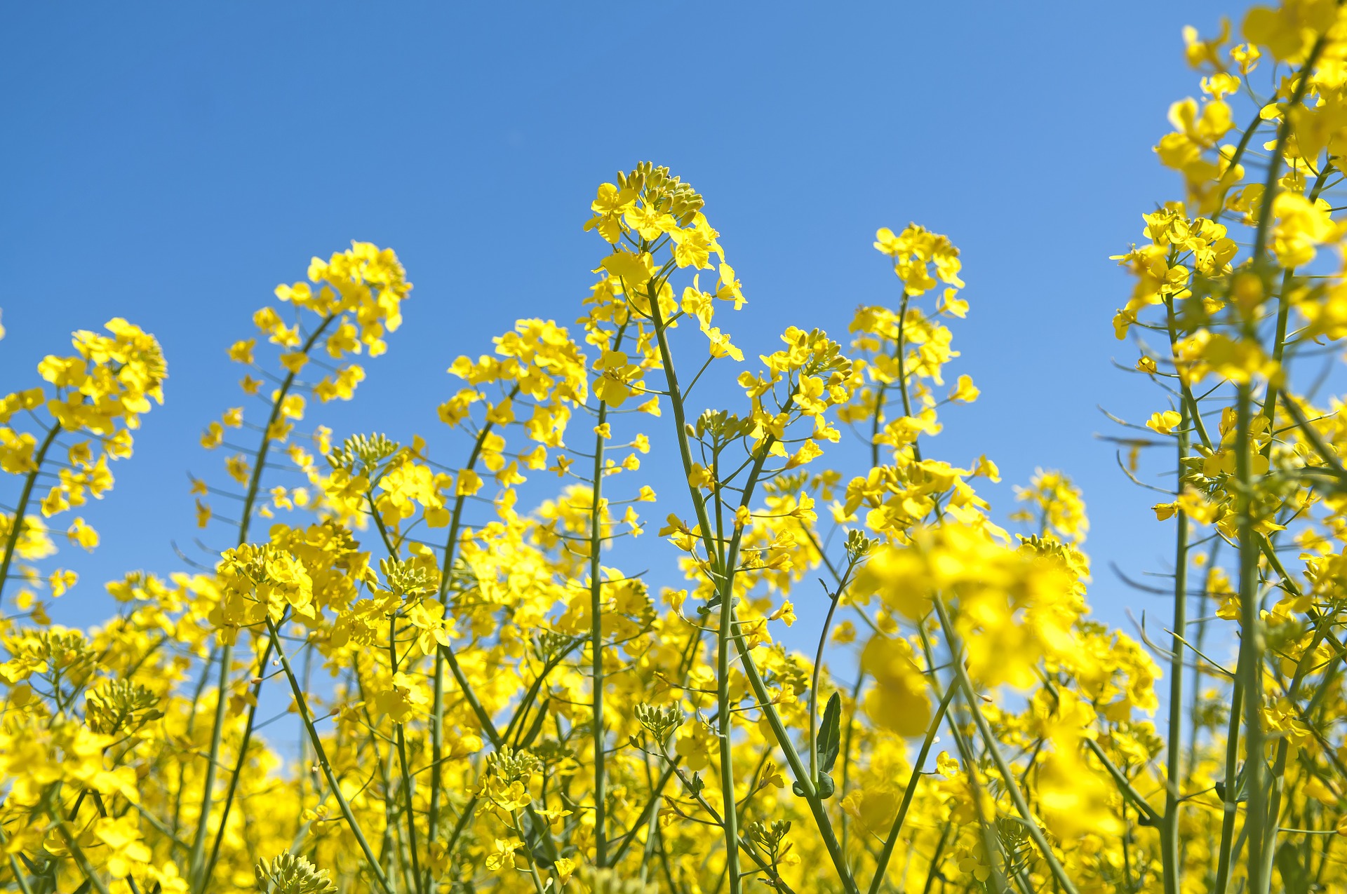 Non-GMO Project Verified Non-GMO Canola