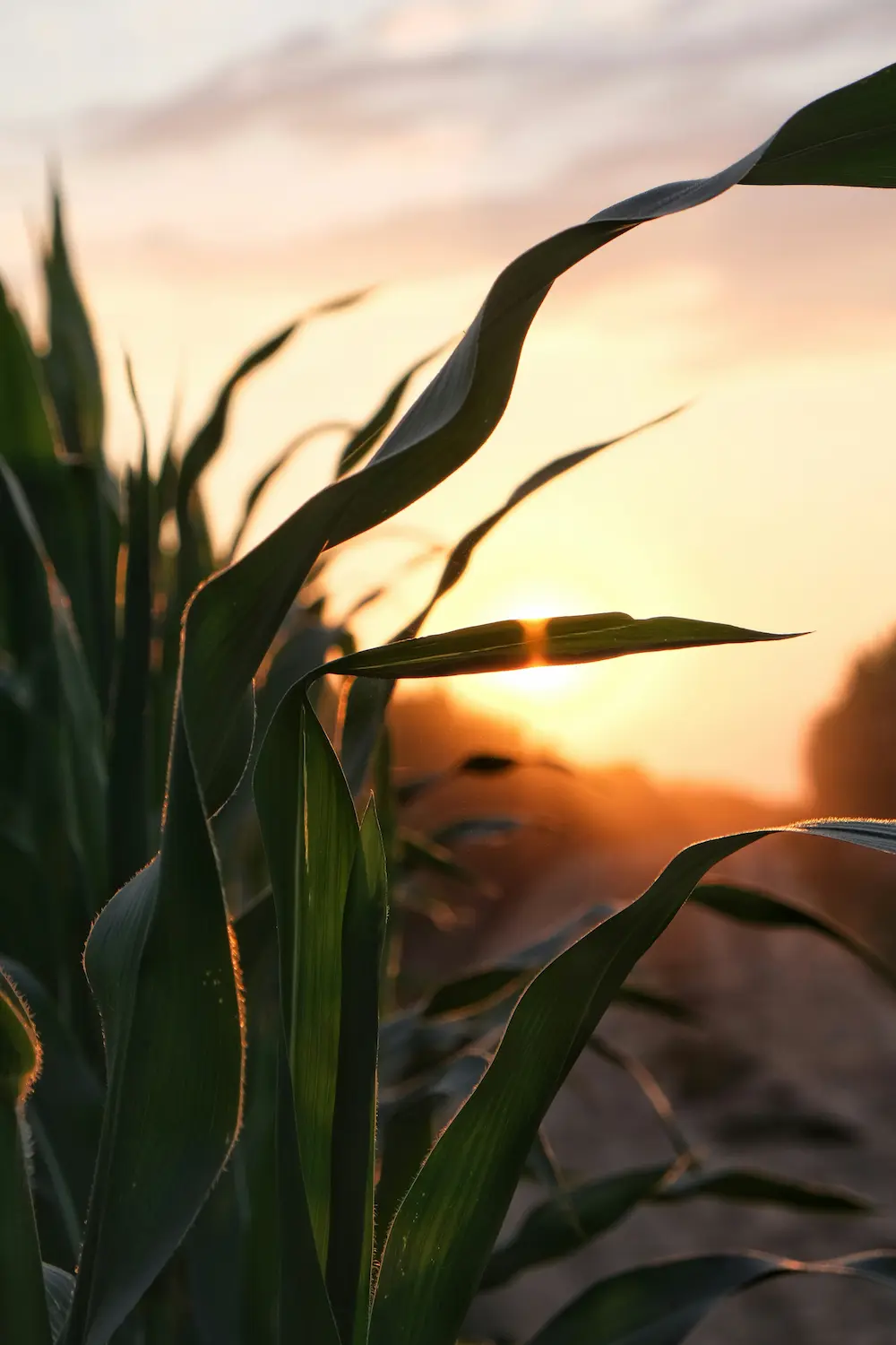 Corn maize field golden hour