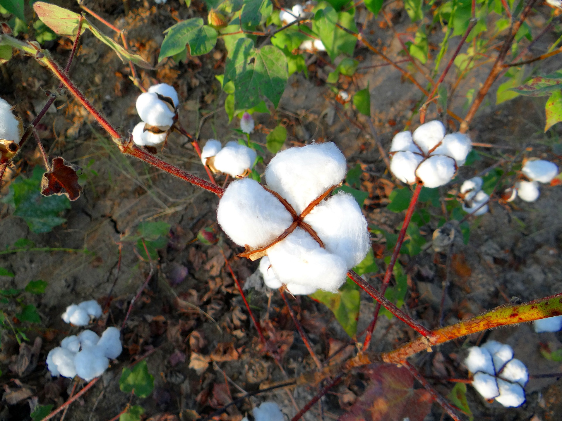 Non-GMO Project Verified Cotton