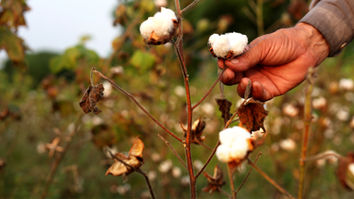 Cotton plant