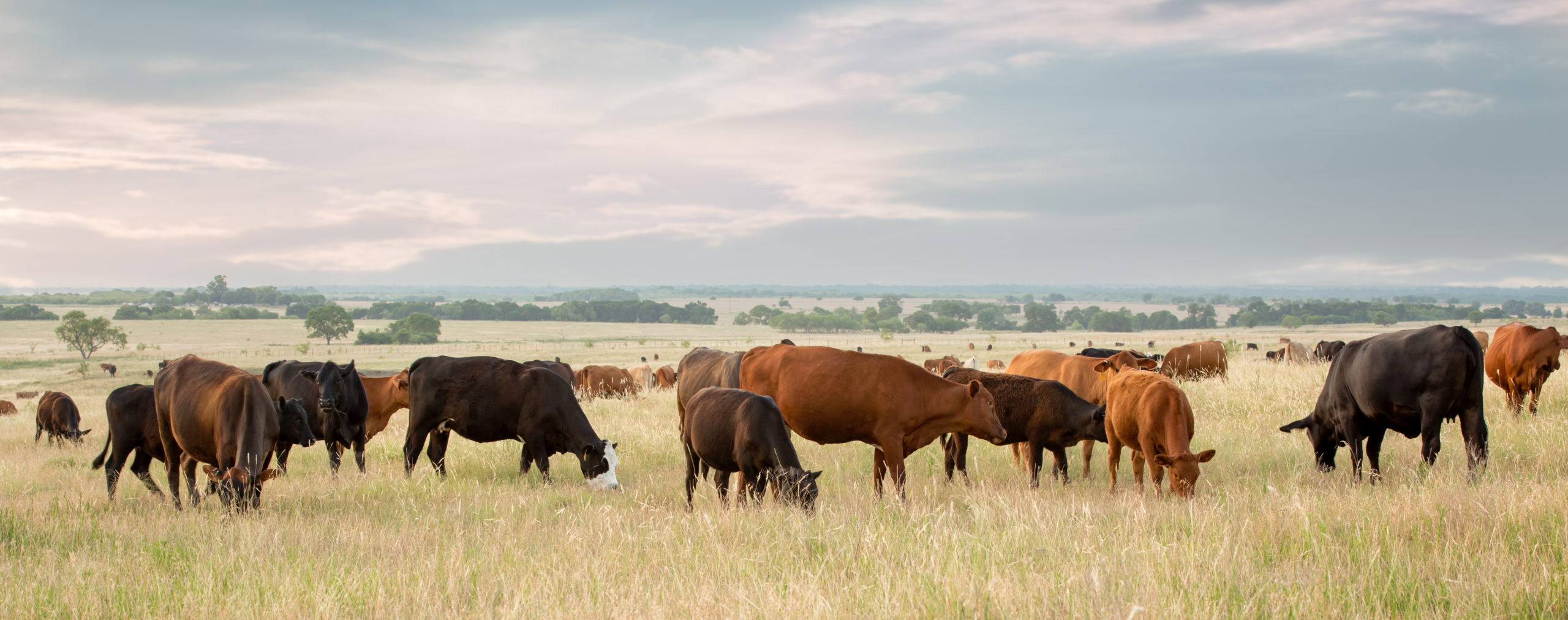 Cows and calves before weaning grazing in pasture