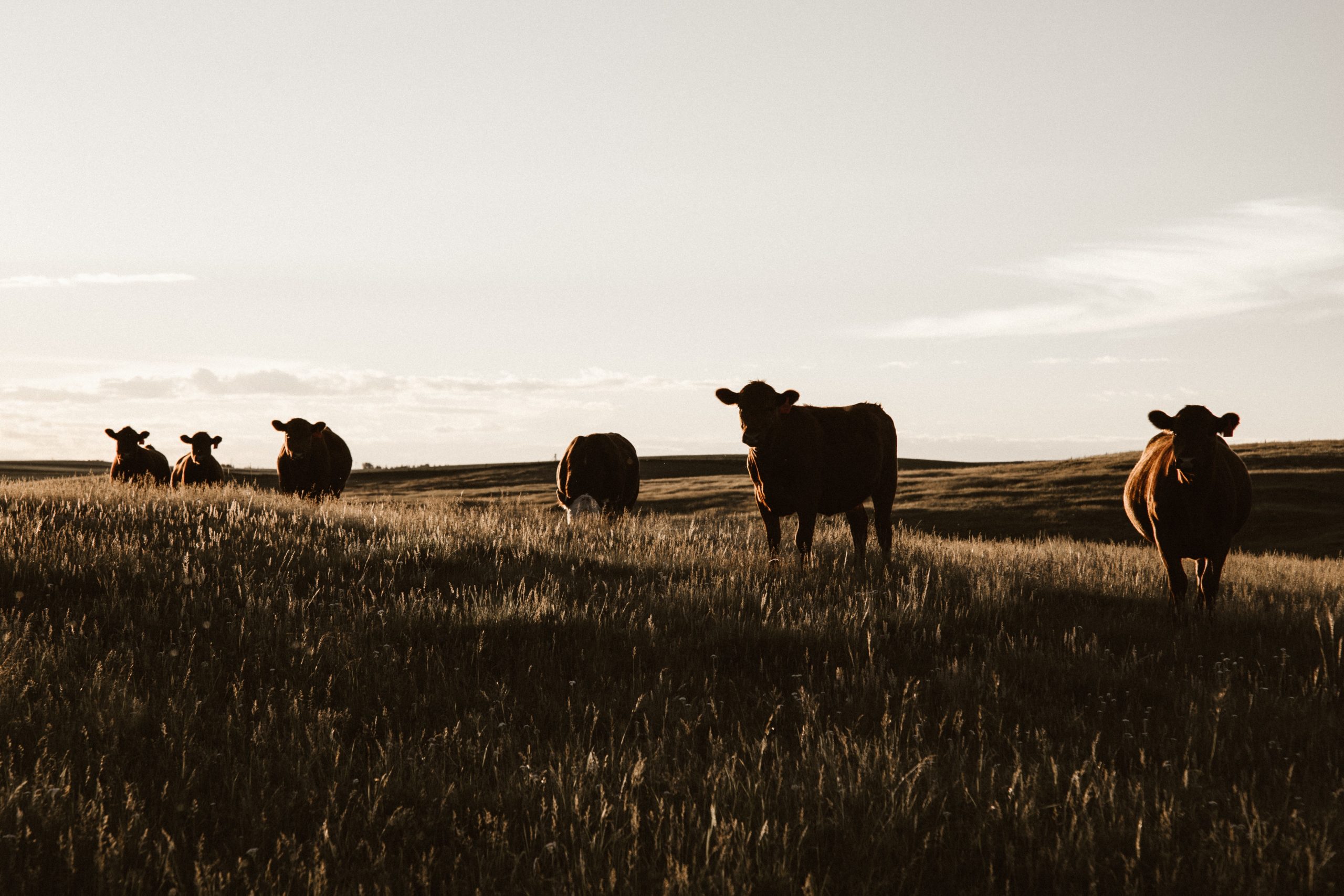 Open field with several cows standing