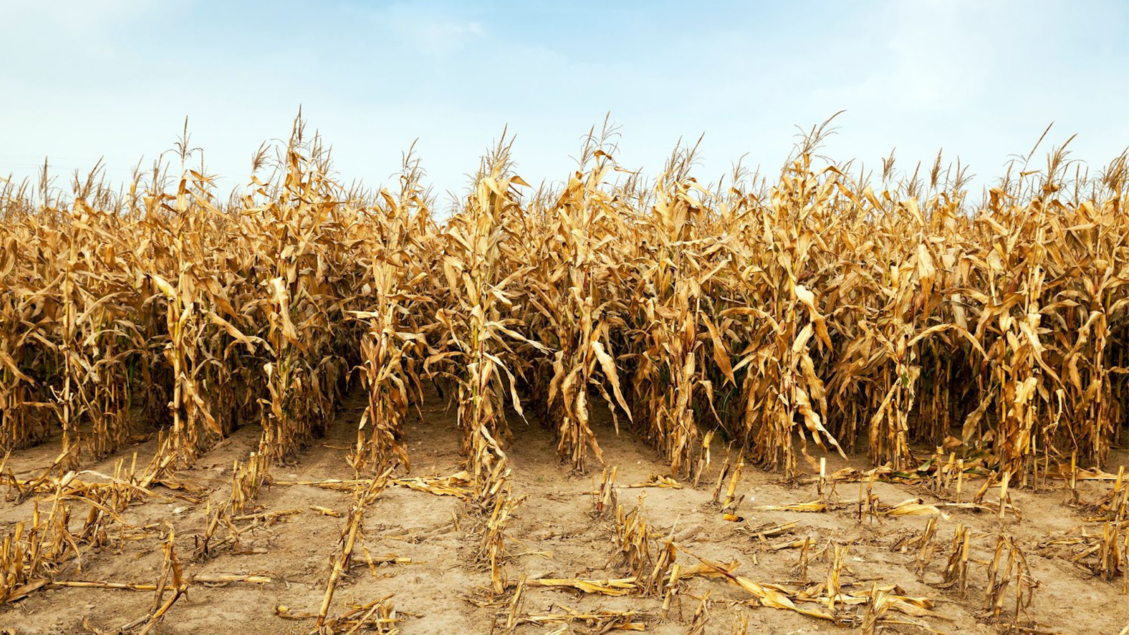 Crops in drought