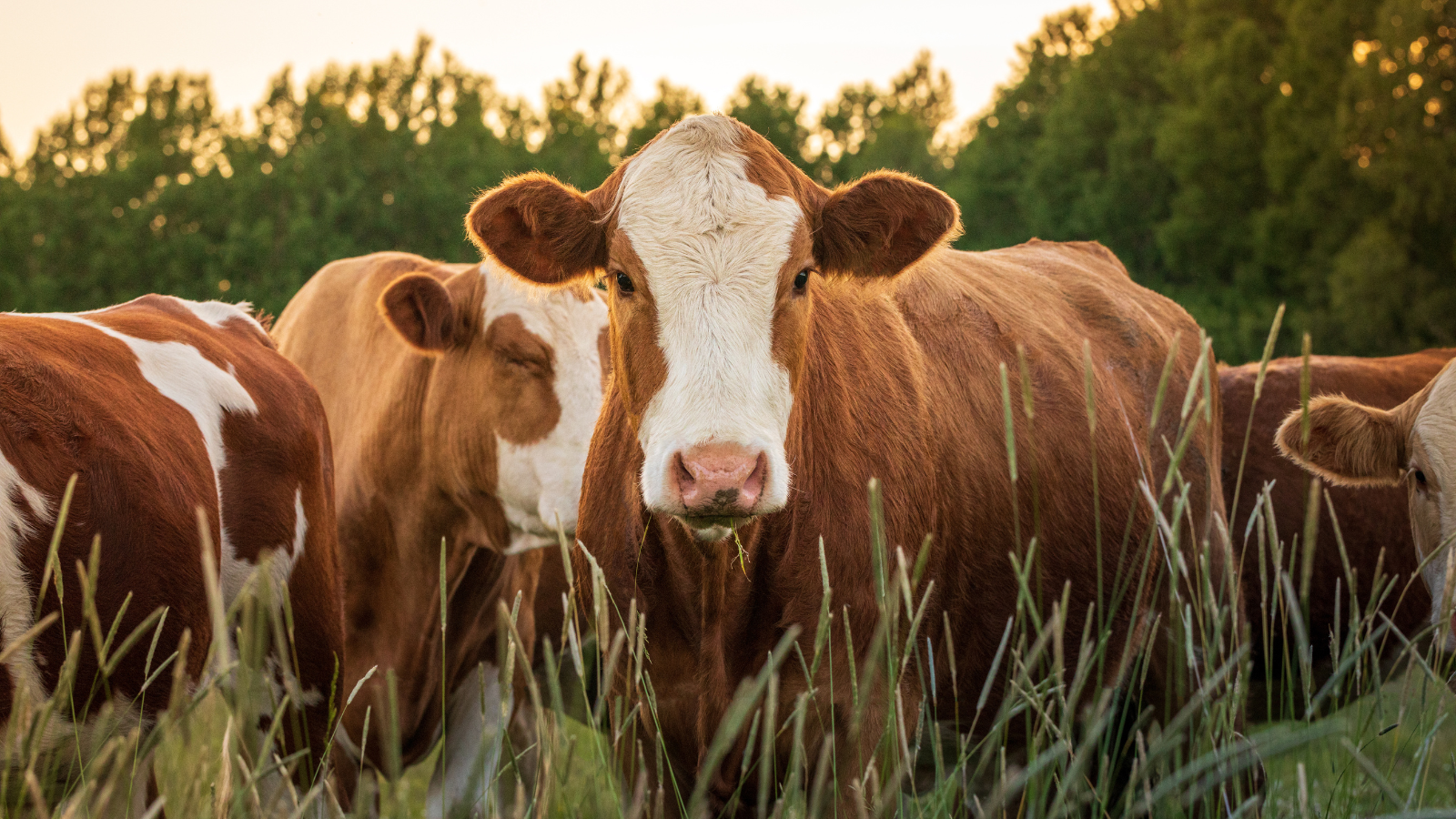 Red and White dairy cattle