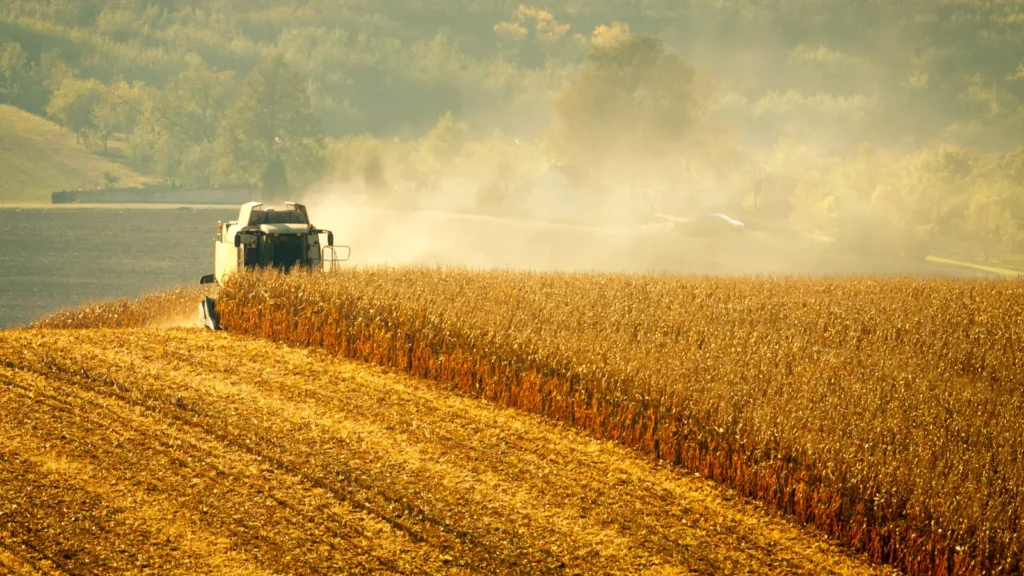 A vast field of tall, green corn plants