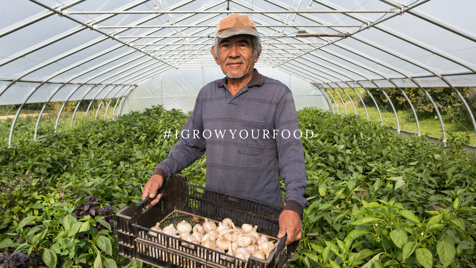 A man stands in a grow tent surrounded by lush green plants, holding a tray containing garlic bulbs. Text appears across the picture that reads #IGrowYourFood.