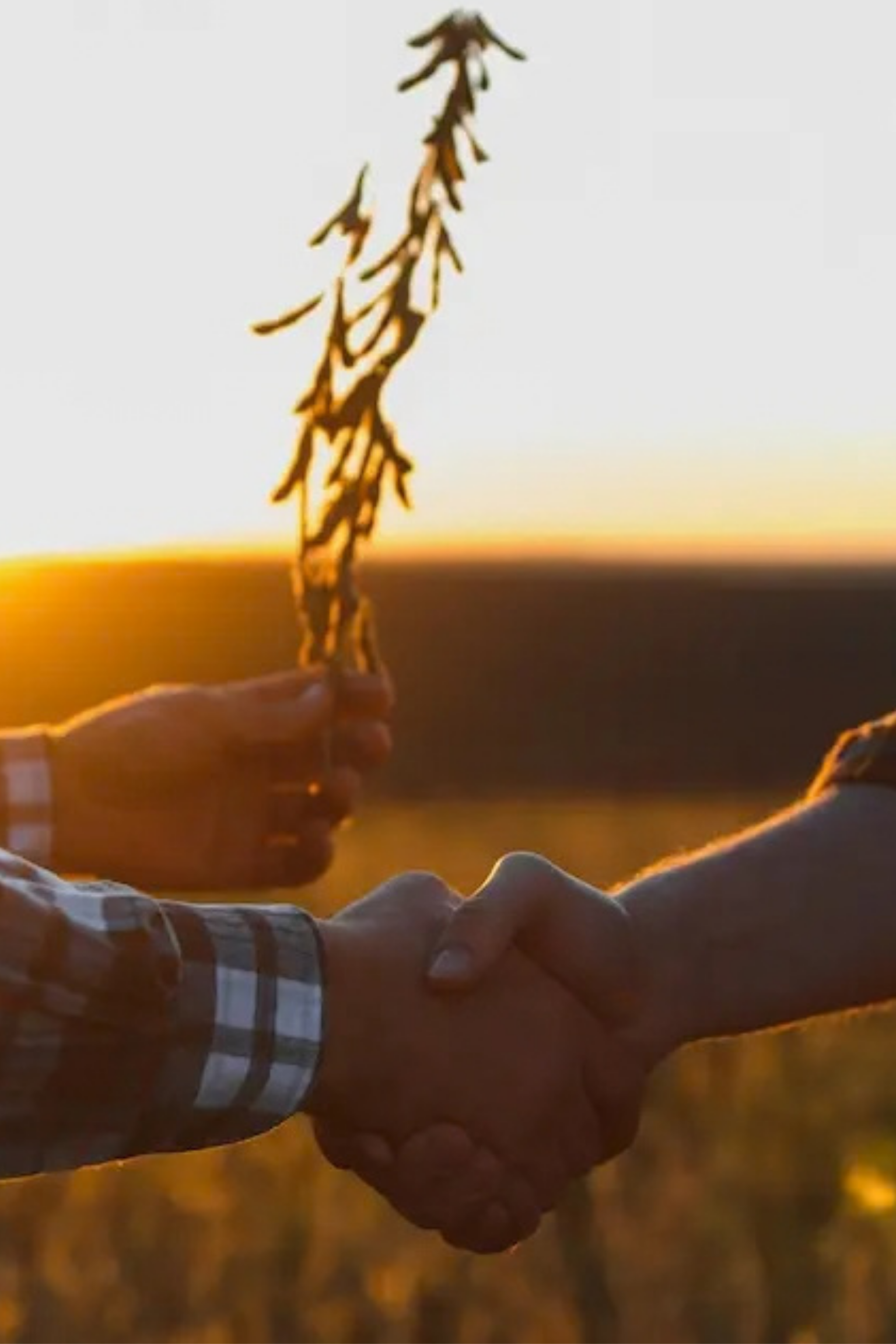 Farmers doing handshake on soybean field during golden hour