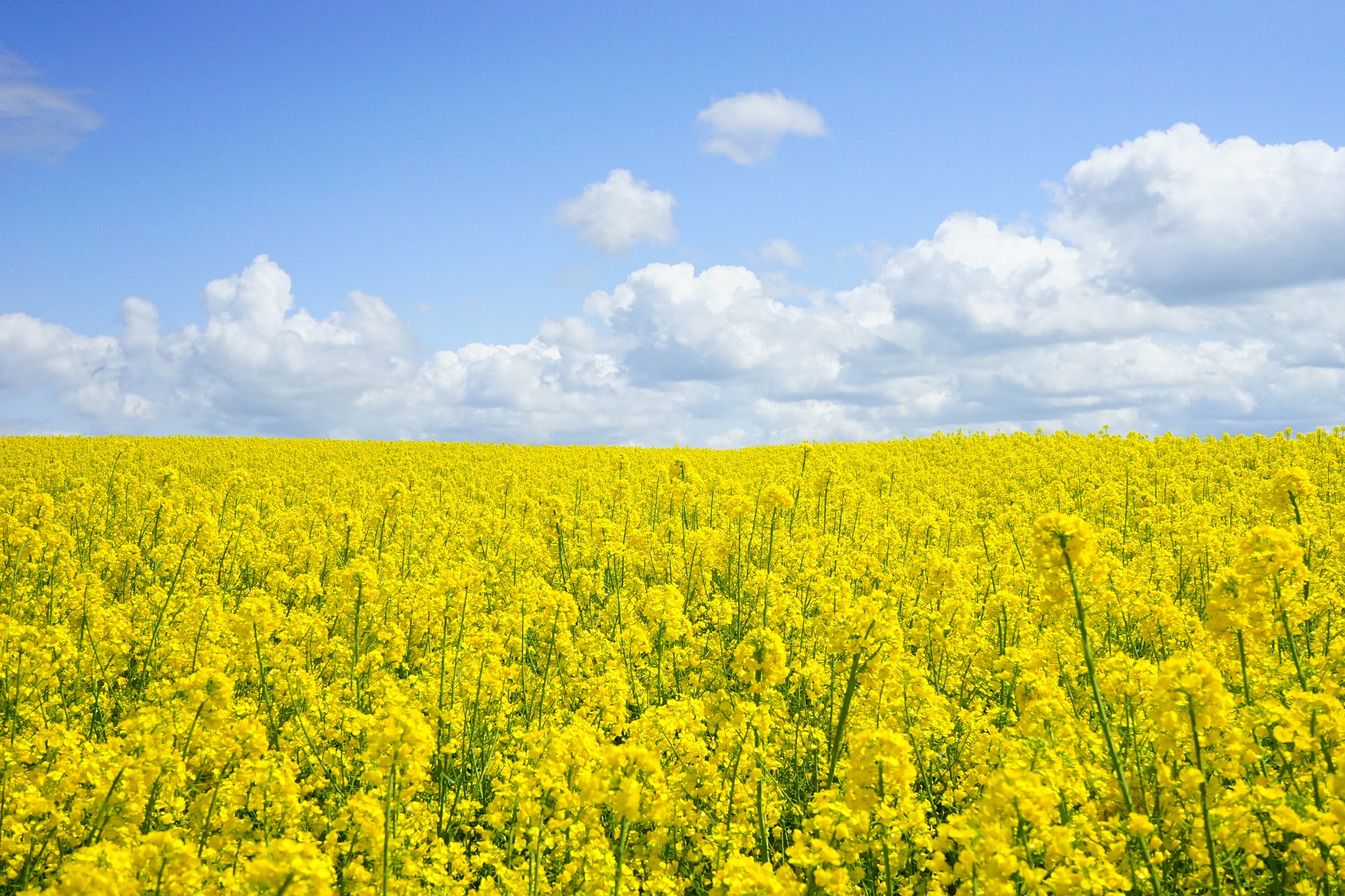 Canola, example of a new genetic engineering technique risk crop under the Non-GMO Project Standard