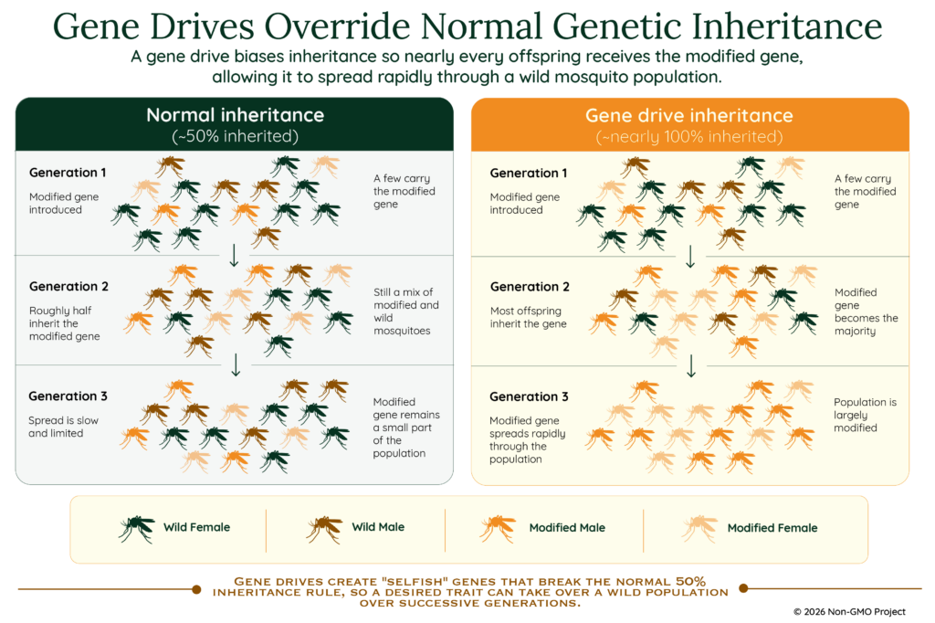Compared to normal genetic inheritance, in which a trait appears in about 50% of offspring, gene drives bias inheritance so nearly every offspring receives the modified gene, allowing it to spread rapidly through the wild population.