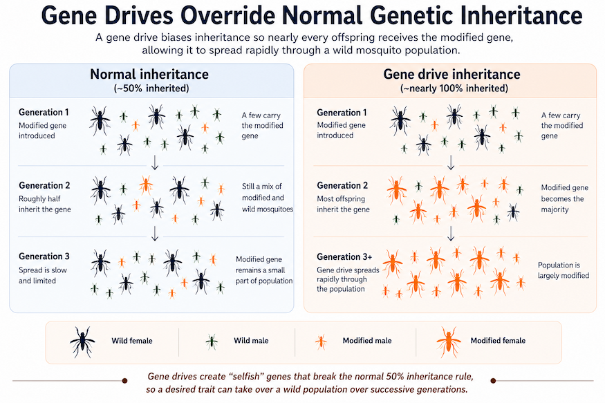 Compared to normal genetic inheritance, in which a trait appears in about 50% of offspring, gene drives bias inheritance so nearly every offspring receives the modified gene, allowing it to spread rapidly through the wild population.