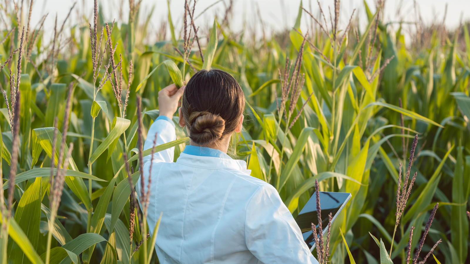 Female scientist facing their back is holding a tech device doing testing in a corn field