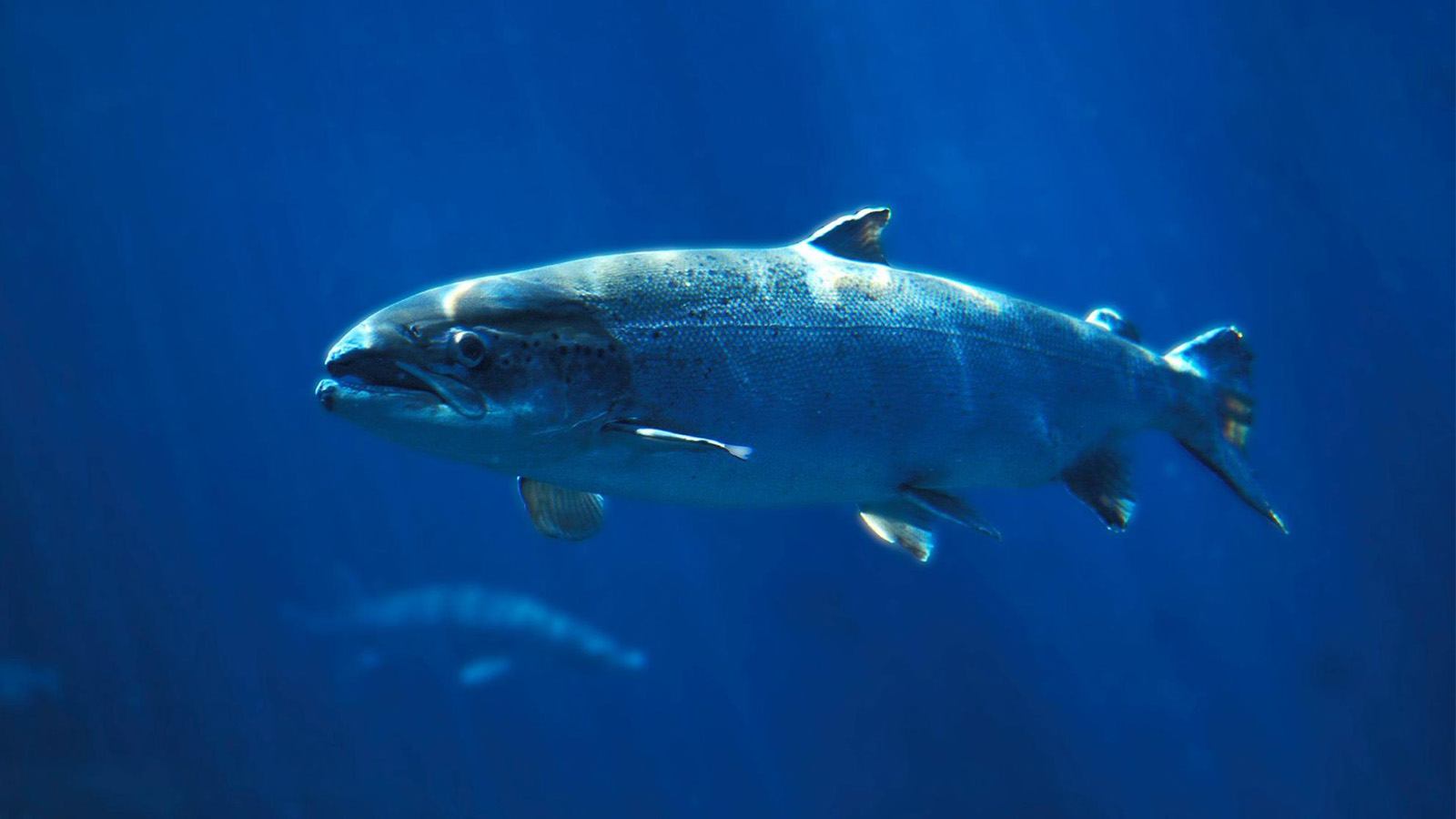 AquaAdvantage salmon