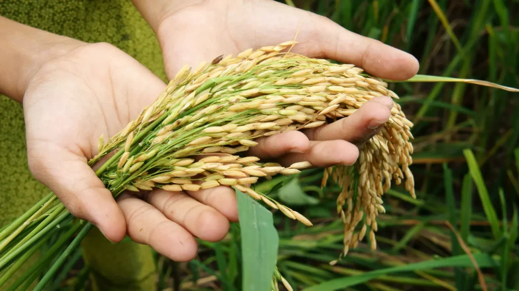 A person holding a handful of uncooked rice grains between their fingers