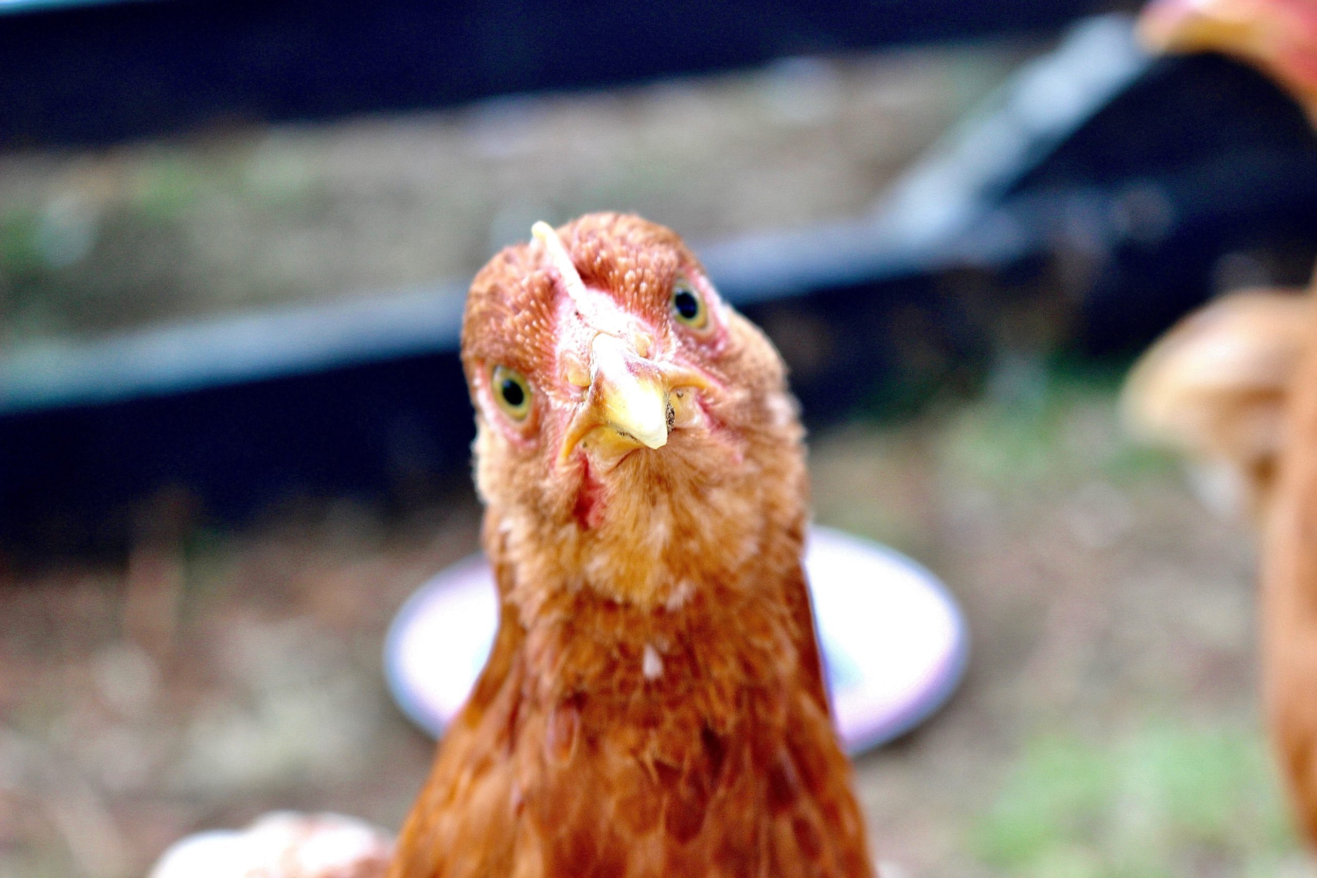 curious chicken