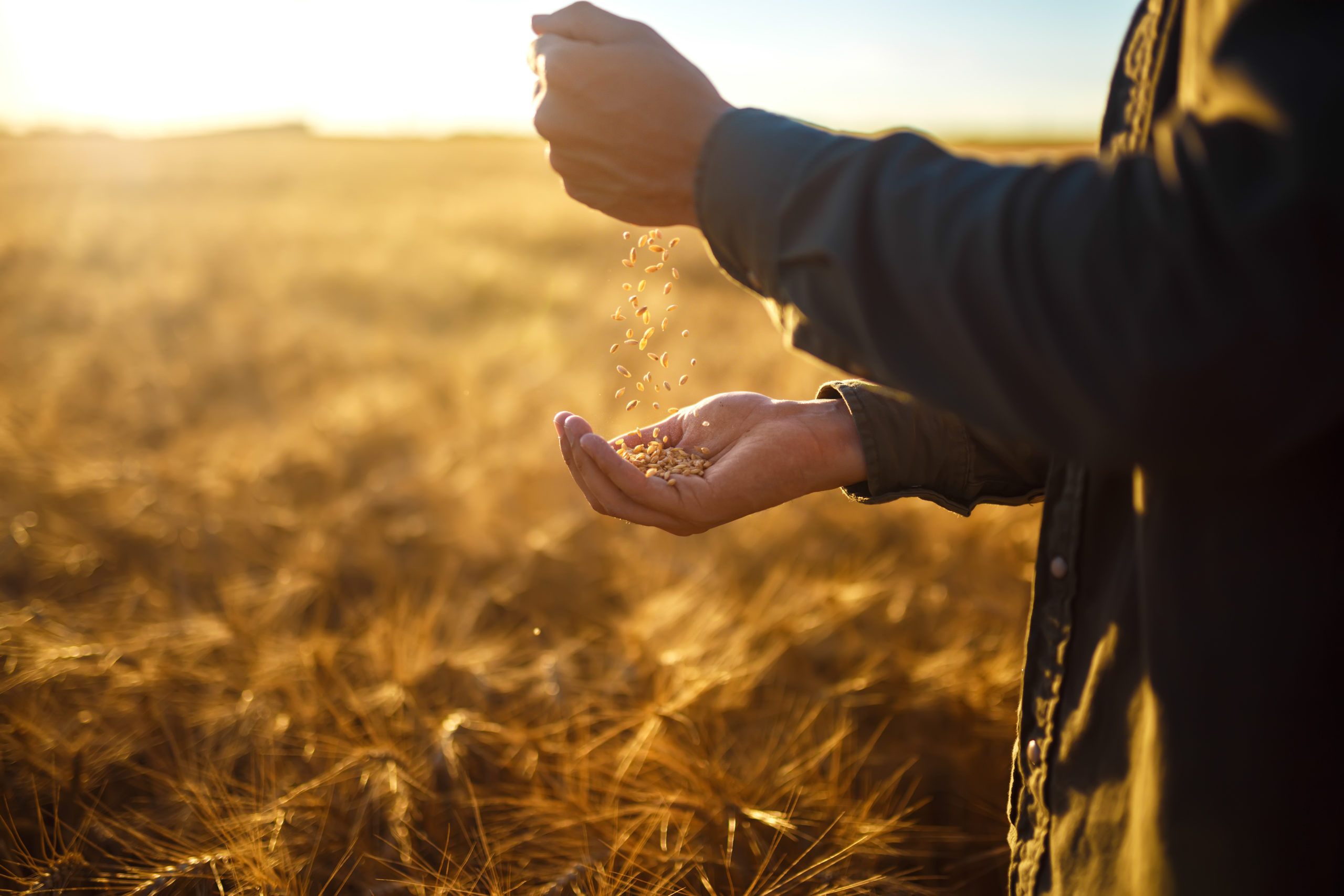 grains in a person's hands