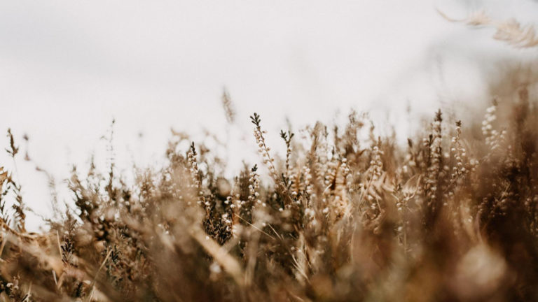 How Nature Can Inspire Your Own Dormant Season