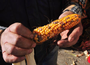 red and yellow corn just picked