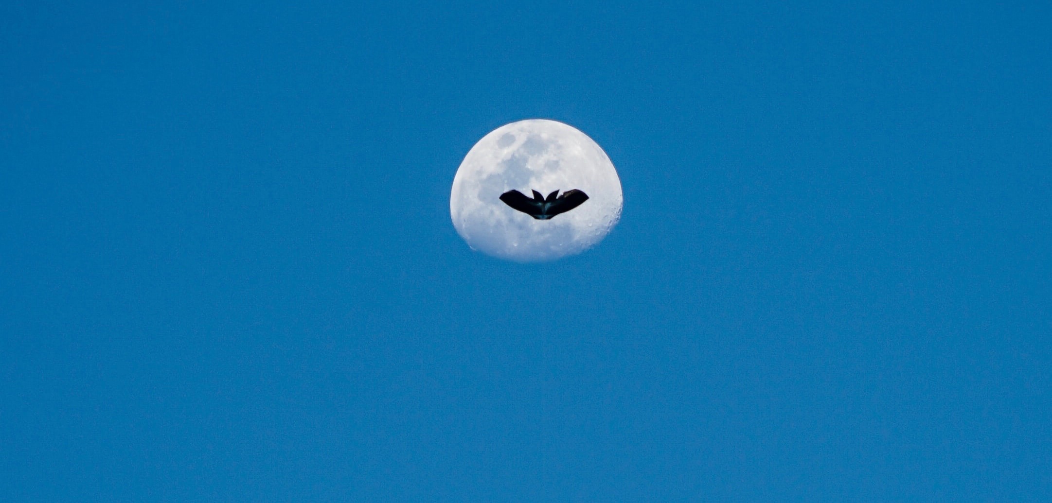 Moon and bat