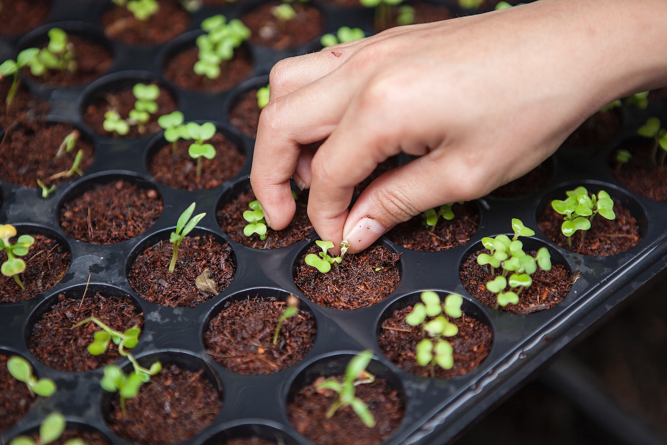 Non-GMO Seedlings